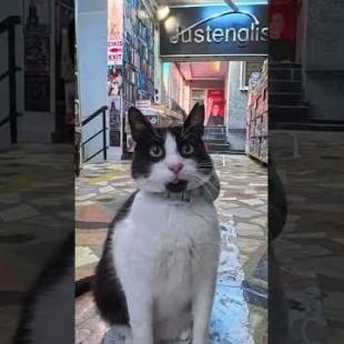 イスタンブールの古本屋さんには大体猫がいます