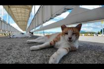 港に落ちている猫にちゅーるをやってきた