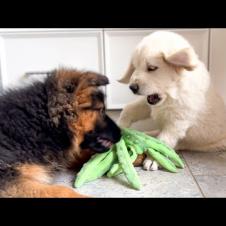 Golden Retriever Puppy vs German Shepherd Puppy [Cuteness Overload]