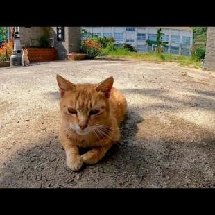 小学校の校門の前にいた茶トラ猫を撫でると他の猫も集まってきた