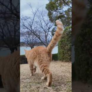 #ImpressedCatVideo #catisland #Cat