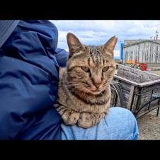 猫島の漁港で出会った猫をナデナデしたら膝の上に乗ってきた