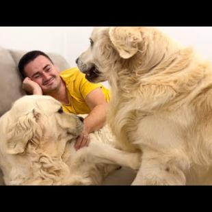 My Golden Retriever Found Me Petting another Dog!