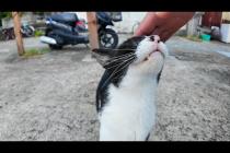 猫島の漁港で軽トラの下から猫がひょっこり出てきてモフられに来た!