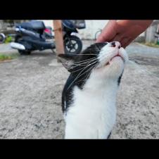 猫島の漁港で軽トラの下から猫がひょっこり出てきてモフられに来た！