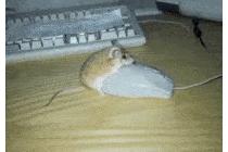 마우스가 마우스에게