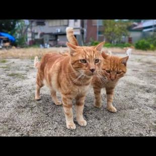 茶トラ猫小学校の全校集会