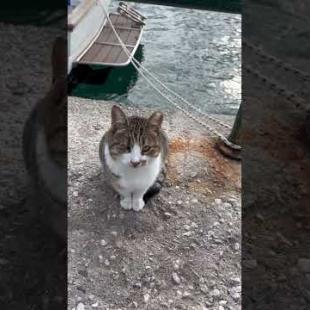 Unfortunately, a cat with one eye is blind and meows in return for my affection #catshorts #meow