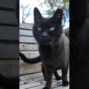 #ImpressedCatVideo #catisland #猫島