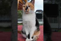 公園のテニスコートの管理人は三毛猫ちゃん #ImpressedCatVideo #catisland #猫