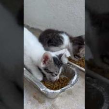 Little Hungry Kittens Waiting for Food 💔🐱 🐱#shorts #kitten #cat #catlove #cute #animals