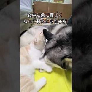 夜中に急に寂しくなってハスキー犬に甘えにきちゃった子猫…笑#shorts