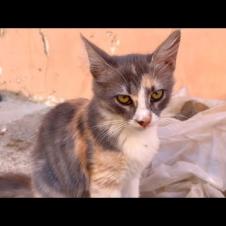 Cute poet kitten thinks about the poem he will write while petting her