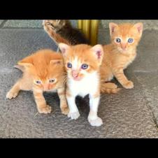 Stray kittens trying to survive in the cafe's garden