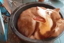 개팔자가 상팔자