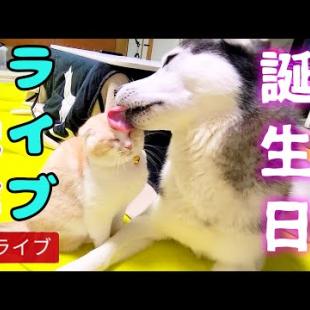 犬と猫の誕生日ライブ...