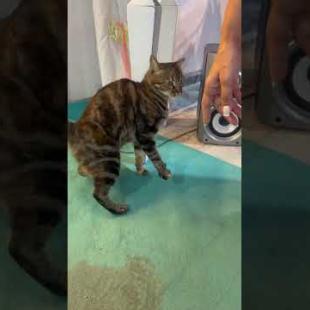 🐱 Street Cat Who Can't Get Enough of Love! Very Cute Moments 💕🐾#shorts #kitten #cat #catlove #cute