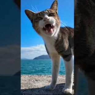 とにかく人懐っこい猫島の防波堤の猫#猫 #猫島