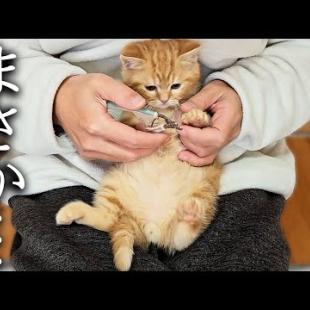 初めて子猫の爪切りをしたら先住猫と犬がまさかの行動に...