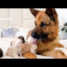 Tiny Kittens Love a Giant German Shepherd