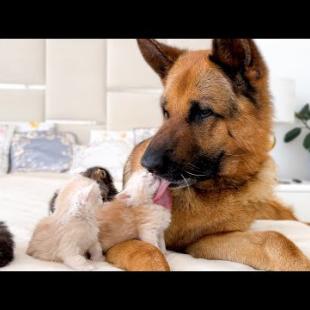 Tiny Kittens Love a Giant German Shepherd
