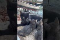 😻 😻 Cute kittens giving their mother a massage #cat #short #catvideos #animals #cute