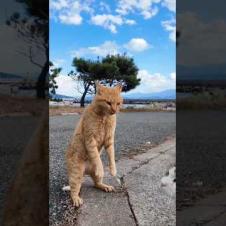 一触即発！猫島での猫の喧嘩 #猫 #猫島 #shorts