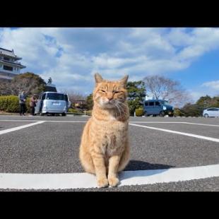お城の守衛の猫、交代の時間です
