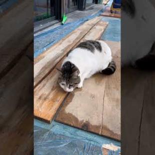 Fat homeless cat lying on the table #shorts #catshorts #cat #kitten #cute #catlover #catsofyoutube