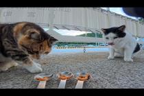 港にいた白黒猫にちゅーるをあげていたら黒猫が参戦!さらに三毛猫ちゃんまで登場して癒やし倍増🐱💕