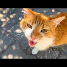Homeless hungry cats meow loudly for food and attention