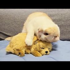 自分の布団で知らない子犬が寝てたら猫がこうなりました...