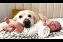 Golden Retriever and Newborn Baby [Cuteness Overload]