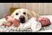 Golden Retriever and Newborn Baby [Cuteness Overload]
