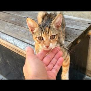 Cute kitten living on the street doesn't want me to go