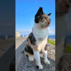 猫島の防波堤にいた三毛猫がかわい過ぎた