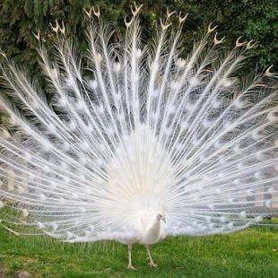 White Peacock