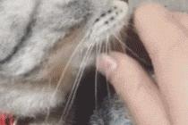 고양이 삐치게 하는 법