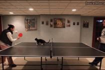 고양이와 탁구를...