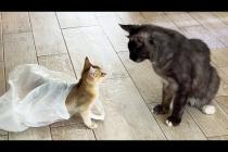 ГИБРИДНЫЙ КОТЕНОК НАШЕЛ ИДЕАЛЬНОЕ УКРЫТИЕ / Переселила котов