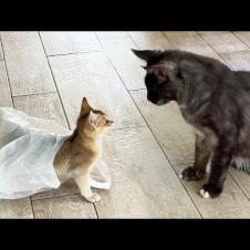 ГИБРИДНЫЙ КОТЕНОК НАШЕЛ ИДЕАЛЬНОЕ УКРЫТИЕ / Переселила котов