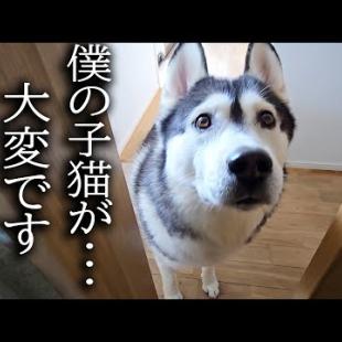 ハスキー犬がクンクン騒いでるのでついて行ったら子猫が...