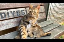 The loving gaze of kittens at their mothers will move you