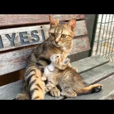 The loving gaze of kittens at their mothers will move you