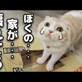 うっかり猫のお気に入りの家を壊してしまったらこうなっちゃいました...