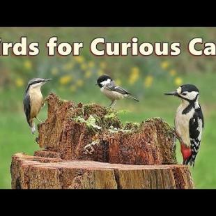 Cat TV : Birds to Entertain Curious Cats