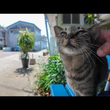 港のベンチで寝てた猫をナデナデしたら嬉しそうにスリスリしてきた🐾