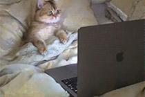 고양이의 집중력