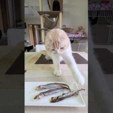 猫の目の前に焼き魚があったらこうなる...笑#shorts