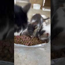 🐾 Kittens Struggling to Survive on the Street#shorts #kitten #cat #catlove #cute #animals  #catvideo
